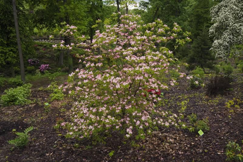 Som