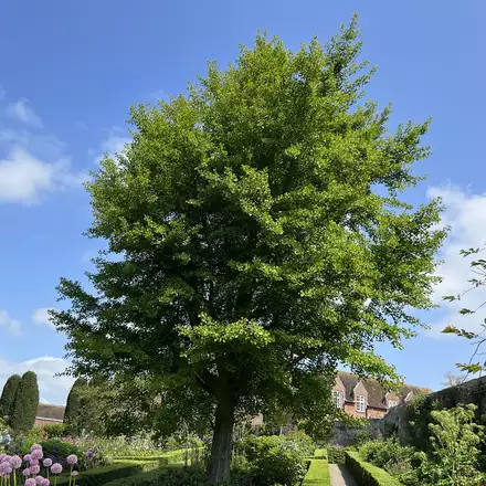 Páfrányfenyő-Ginkgo